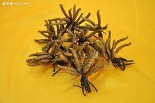 虫草系列